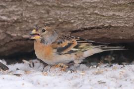 Jer - Fringilla montifringilla - Brambling