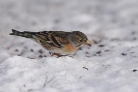 Jer - Fringilla montifringilla - Brambling