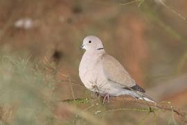 Sierpówka - Streptopelia decaocto - Eurasian Collared Dove