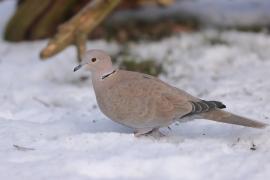 Sierpówka - Streptopelia decaocto - Eurasian Collared Dove