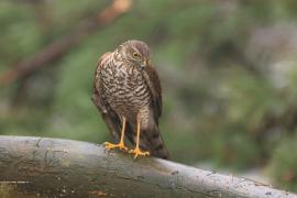 Krogulec - Accipiter nisus - Eurasian Sparrowhawk