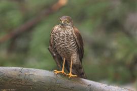 Krogulec - Accipiter nisus - Eurasian Sparrowhawk