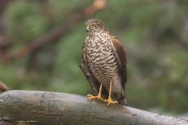 Krogulec - Accipiter nisus - Eurasian Sparrowhawk