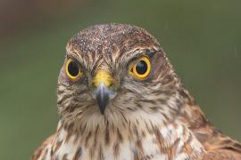 Krogulec - Eurasian Sparrowhawk