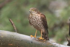 Krogulec - Accipiter nisus - Eurasian Sparrowhawk