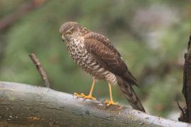 Krogulec - Eurasian Sparrowhawk