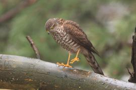 Krogulec - Accipiter nisus - Eurasian Sparrowhawk