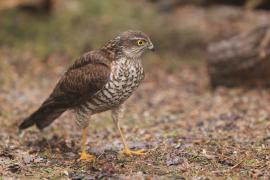 Krogulec - Eurasian Sparrowhawk