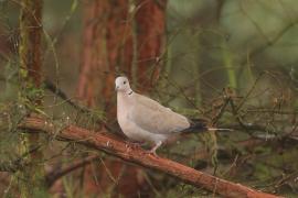 Sierpówka - Streptopelia decaocto - Eurasian Collared Dove