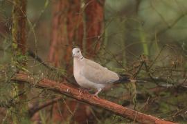 Sierpówka - Streptopelia decaocto - Eurasian Collared Dove