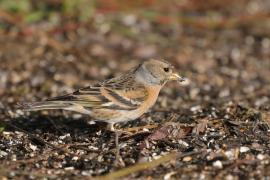 Jer - Fringilla montifringilla - Brambling