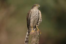 Krogulec - Accipiter nisus - Eurasian Sparrowhawk