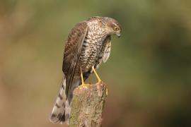 Krogulec - Accipiter nisus - Eurasian Sparrowhawk