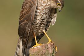 Krogulec - Accipiter nisus - Eurasian Sparrowhawk