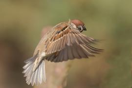 Mazurek - Passer montanus - Eurasian Tree Sparrowh
