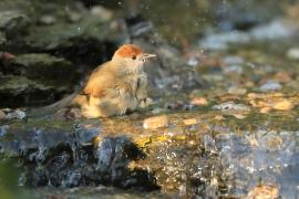 Kapturka - Sylvia atricapilla - Eurasian Blackcap