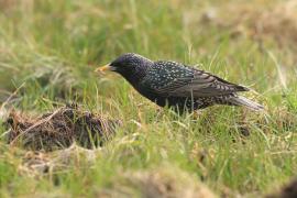 Szpak - Sturnus vulgaris - Common Starling