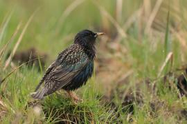 Szpak - Sturnus vulgaris - Common Starling