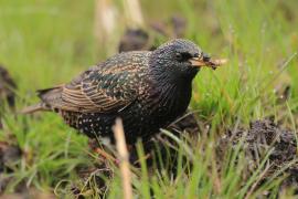 Szpak - Sturnus vulgaris - Common Starling