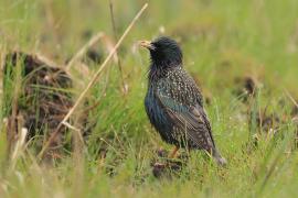Szpak - Sturnus vulgaris - Common Starling