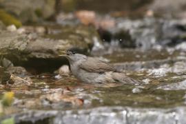 Kapturka - Sylvia atricapilla - Eurasian Blackcap