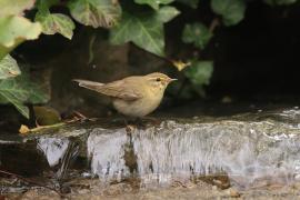 Pierwiosnek - Phylloscopus collybita - Common Chiffchaff