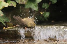 Pierwiosnek - Phylloscopus collybita - Common Chiffchaff