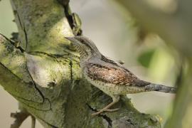 Krętogłów - Jynx torquilla - Eurasian Wryneck