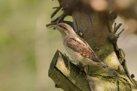 Krętogłów - Jynx torquilla - Eurasian Wryneck