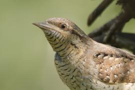 Krętogłów - Jynx torquilla - Eurasian Wryneck