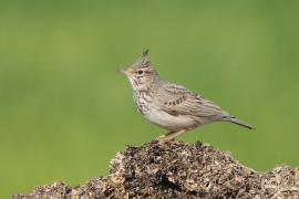 Dzierlatka - Galerida cristata - Crested Lark