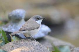 Piegża - Sylvia curruca - Lesser Whitethroat