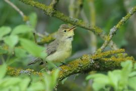 Zaganiacz - Hippolais icterina - Icterine Warbler