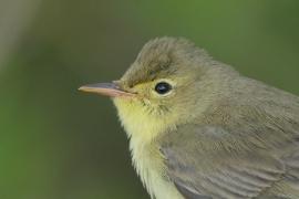 Zaganiacz - Hippolais icterina - Icterine Warbler
