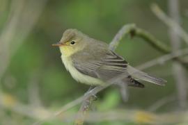 Zaganiacz - Hippolais icterina - Icterine Warbler