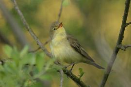 Zaganiacz - Hippolais icterina - Icterine Warbler