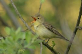 Zaganiacz - Hippolais icterina - Icterine Warbler