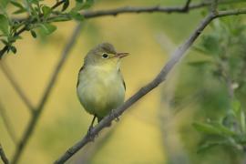 Zaganiacz - Hippolais icterina - Icterine Warbler