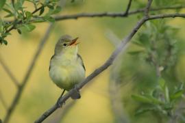 Zaganiacz - Hippolais icterina - Icterine Warbler
