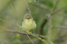 Zaganiacz - Hippolais icterina - Icterine Warbler