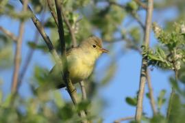 Zaganiacz - Hippolais icterina - Icterine Warbler