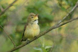 Zaganiacz - Hippolais icterina - Icterine Warbler