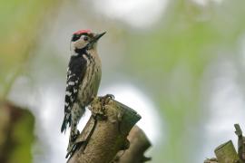 Dzięciołek - Dryobates minor - Lesser Spotted Woodpecker