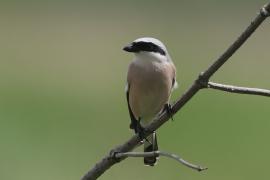 Dzierzba gąsiorek - Lanius collurio - Red-backed Shrike