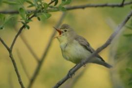 Zaganiacz - Hippolais icterina - Icterine Warbler