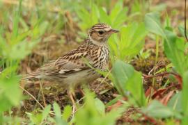 Lerka - Lullula arborea - Wood Lark
