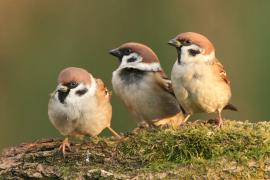 Mazurek - Passer montanus - Eurasian Tree Sparrow