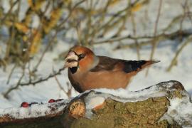 Grubodziób - Coccothraustes coccothraustes - Hawfinch