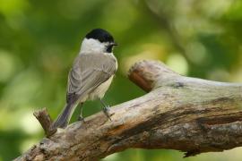 Sikora uboga - Poecile palustris - Marsh Tit