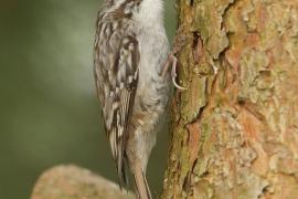 Pełzacz ogrodowy - Certhia brachydactyla - Short-toed Treecreeper